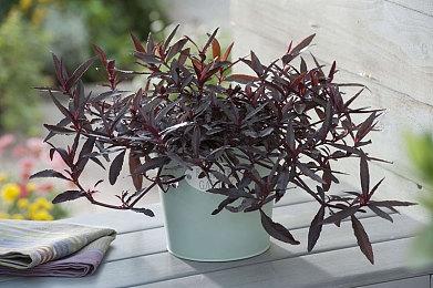 日本一《残酷国王和伟大勇者》宣布欧美延期发售